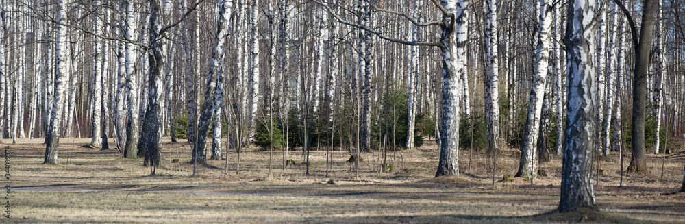 bare birch tree trunks panorama bare birch tree trunks panorama