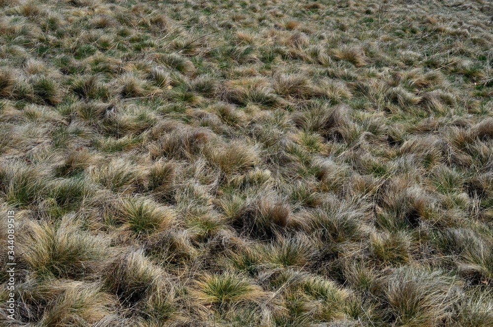 green mountain grass in spring green mountain grass in spring