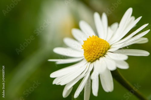 Fototapeta Naklejka Na Ścianę i Meble -  Closeup of a daisy blossom growing in a meadow