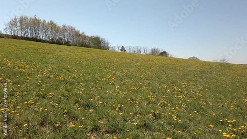 Walking on a flower meadow in lower Austria during spring. photo