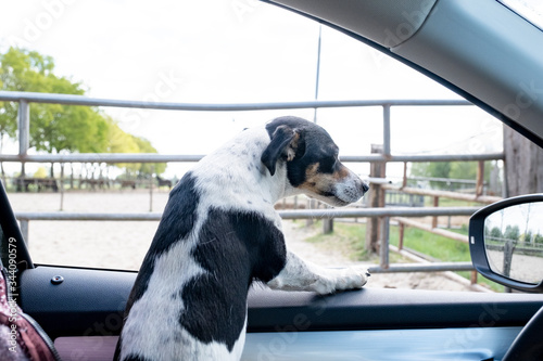 Cute Jack Russel dog riding a car with its head out the car window, in a natural environment, no traffic. Close-up