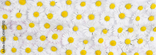Daisy or Daisies flowers wall background with amazing white and yellow blossoming chamomile flowers just for Wedding decoration, hand made Beautiful spring April flower wall background.