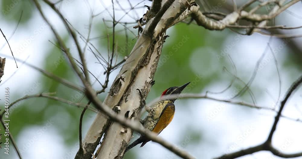 Golden Back woodpecker bird sitting on a tree trunk and then flying away in the Western Ghats of India during a summer morning Golden Back woodpecker bird sitting on a tree trunk and then flying away in the Western Ghats of India during a summer morning
