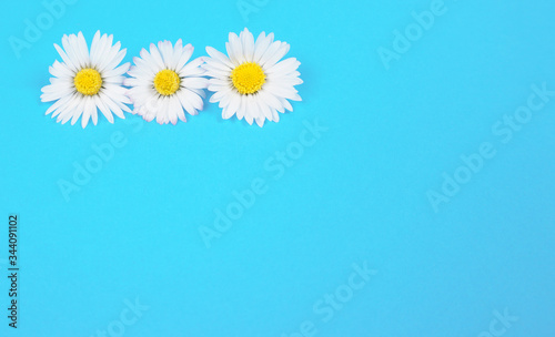 Daisy or Daisies flowers on blue background with amazing white and yellow blossoming chamomile flowers. hand made Beautiful spring April flowers background.
