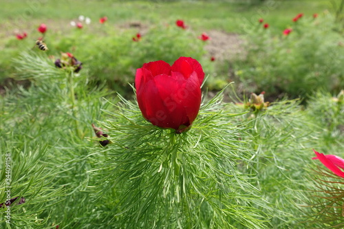 Fototapeta Naklejka Na Ścianę i Meble -  Bud of paeonia tenuifolia in May (side view)