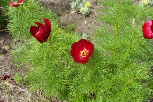 Fototapeta Naklejka Na Ścianę i Meble -  Deep red flowers of paeonia tenuifolia in May