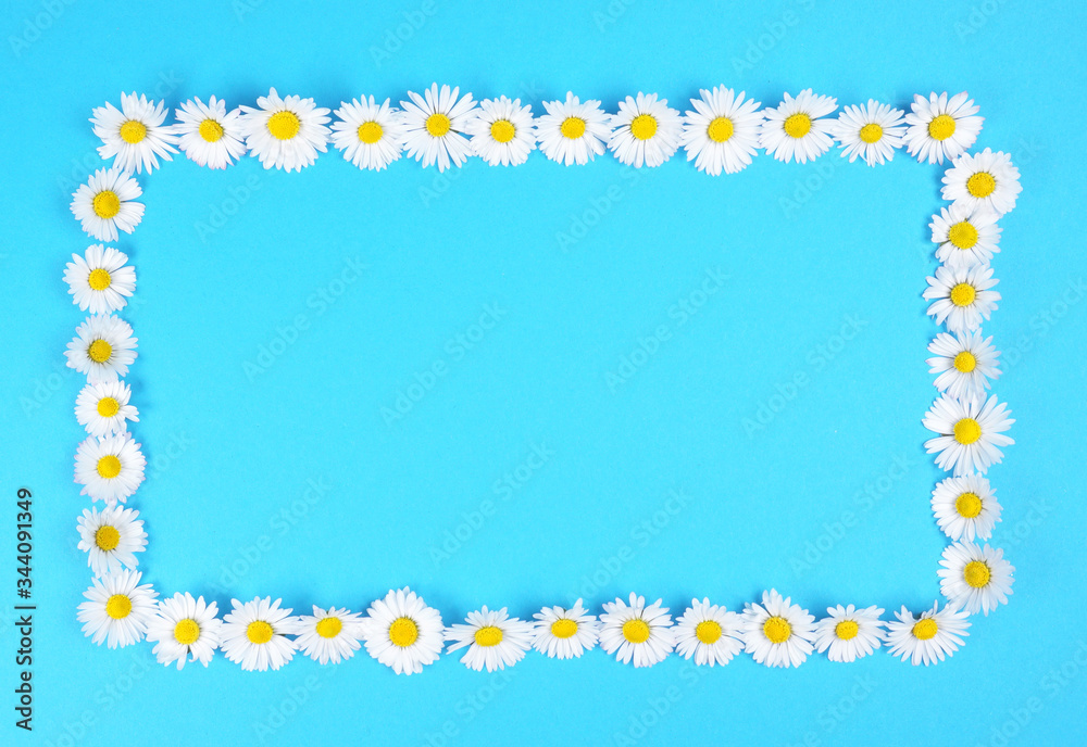 Daisy or Daisies flowers frame background with amazing white and yellow blossoming chamomile flowers just for Wedding decoration, hand made Beautiful spring April flower wall on blue background. Daisy or Daisies flowers frame background with amazing white and yellow blossoming chamomile flowers just for Wedding decoration, hand made Beautiful spring April flower wall on blue background.