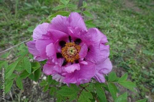 Mauvish pink flower of tree peony in May photo