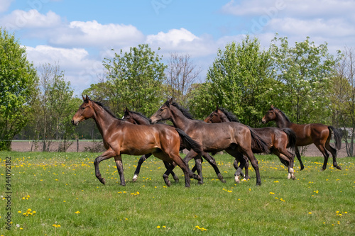 A herd of young stallions go to pasture for the first time on a sunny spring day. Blue sky. Galloping dressage and jumping horse stallions in a meadow. Breeding horses