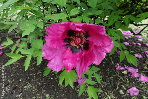 Vibrant pink flower of tree peony in May photo