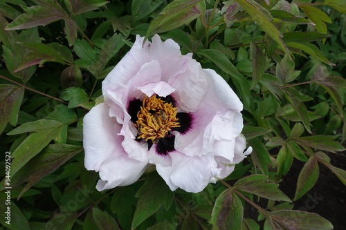 Close shot of white flower of Paeonia rockii in May photo