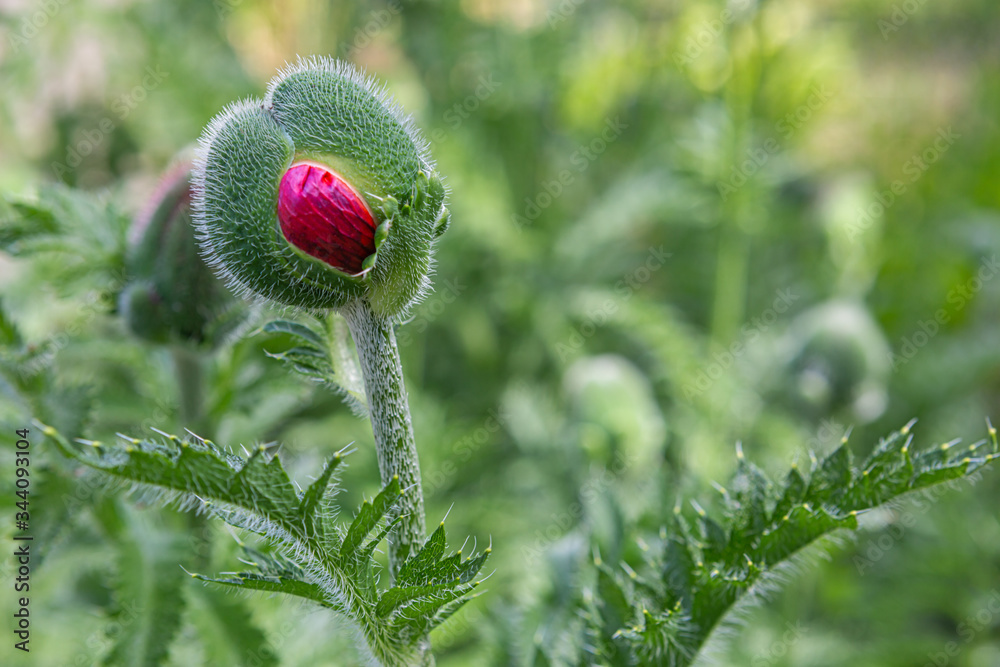 Obraz premium Unopened Mac. Concept.