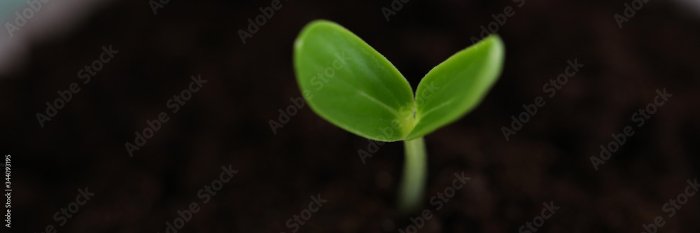 Close-up of sprout growing out from organic black soil. Small seedling in springtime. Fresh shoots beginning new life. Agriculture, botany and ecology concept Close-up of sprout growing out from organic black soil. Small seedling in springtime. Fresh shoots beginning new life. Agriculture, botany and ecology concept