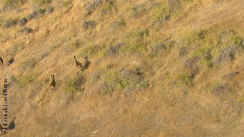 deer running on the mountain deer running on the mountain