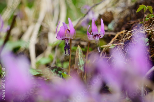 春に咲く紫色の美しいカタクリの花 photo