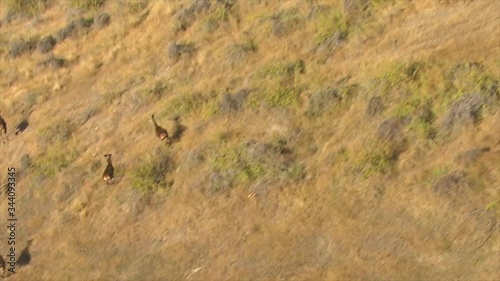 deer running on the mountain photo