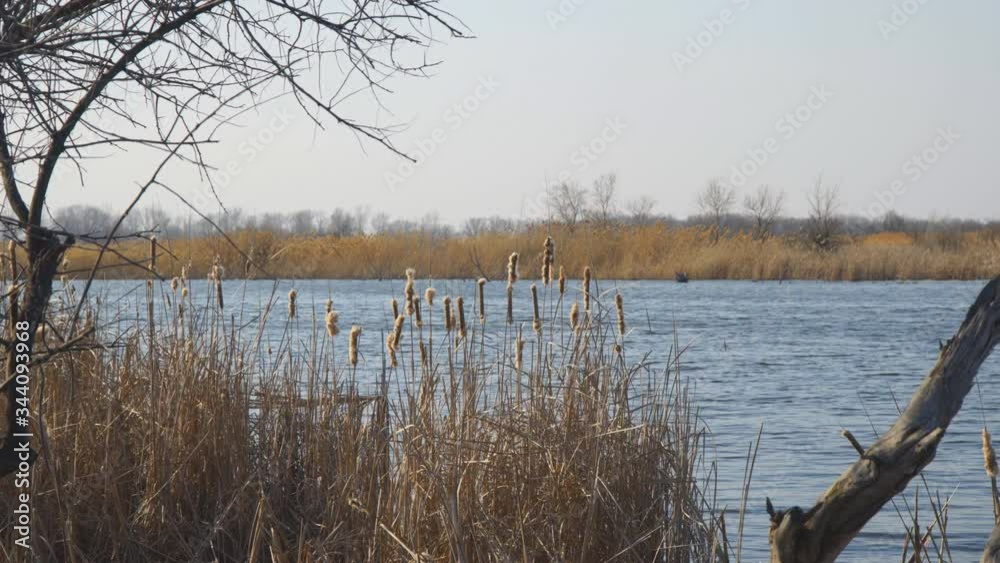 The buds of dry cattails sway in the wind against the blue water of the lake. Marsh grass The buds of dry cattails sway in the wind against the blue water of the lake. Marsh grass