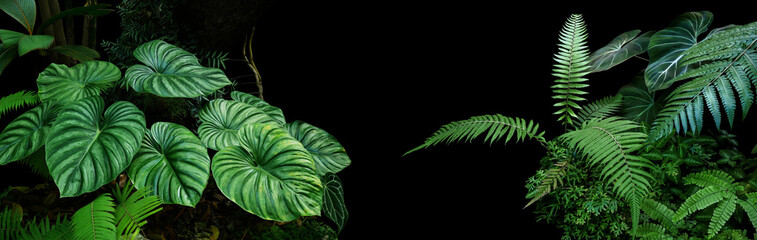 Tropical rainforest foliage plants bushes (ferns, palm, philodendrons and tropic plants leaves) in tropical garden on black background, green variegated leaves pattern nature frame forest background.