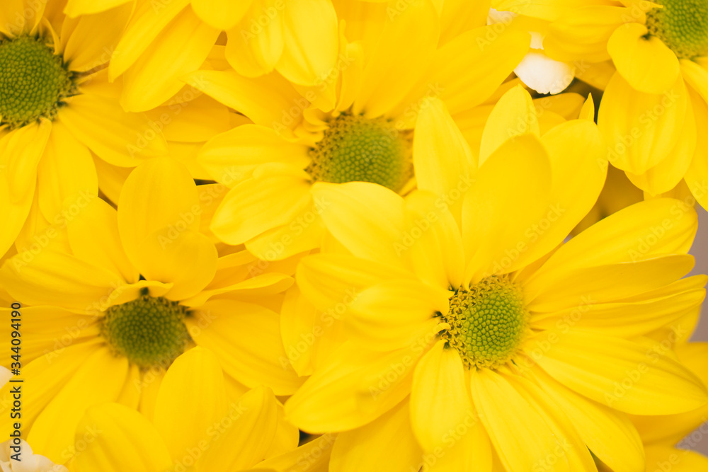 A bright bouquet of gerberas, creating a spring mood. The background of the multi-colored gerbera flowers. A bright bouquet of gerberas, creating a spring mood. The background of the multi-colored gerbera flowers.