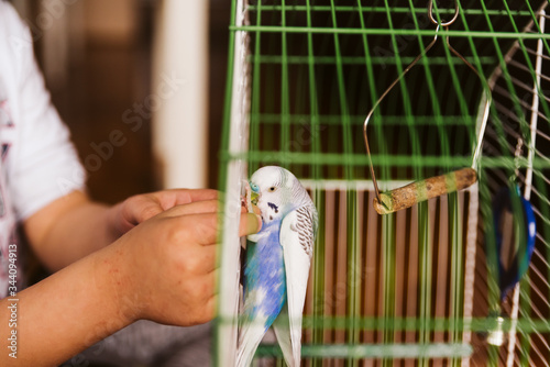 Blue budgie in a cage photo