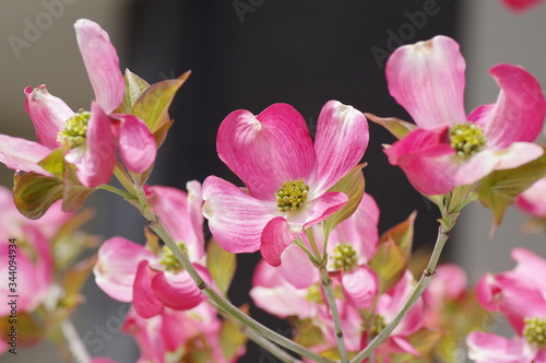 ハナミズキの花