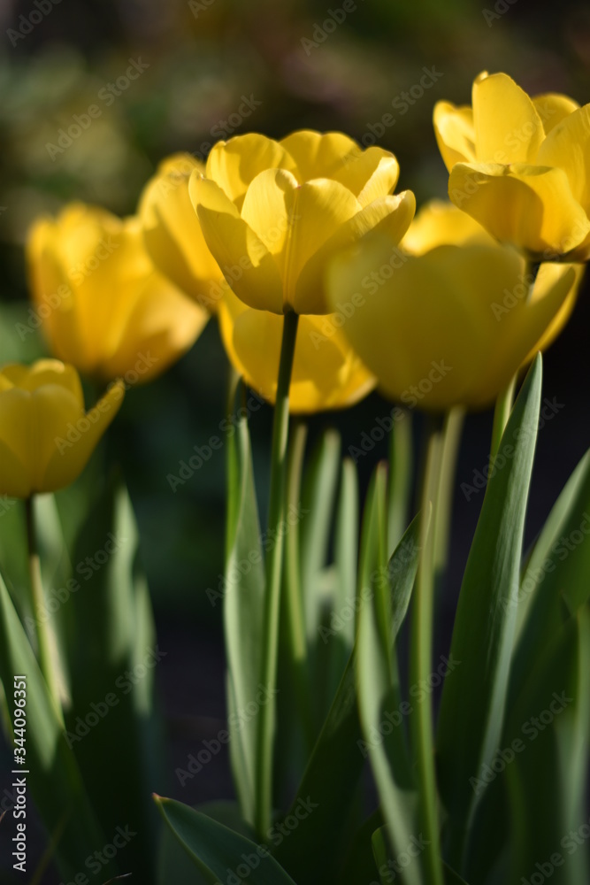 Blühende Tulpen (Tulipa) Blühende Tulpen (Tulipa)