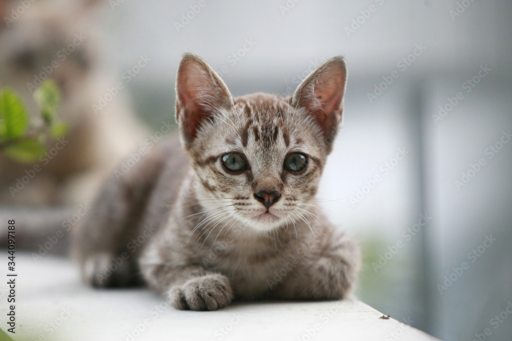 Young little gray cat portrait , at outdoor