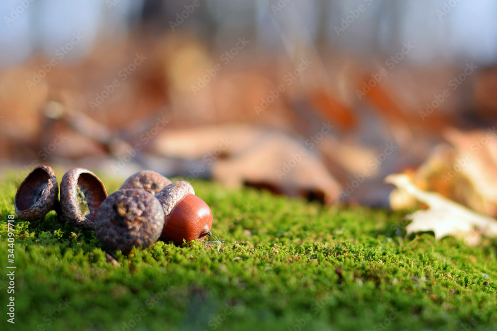 acorns lie on green moss in dry leaves in the autumn forest