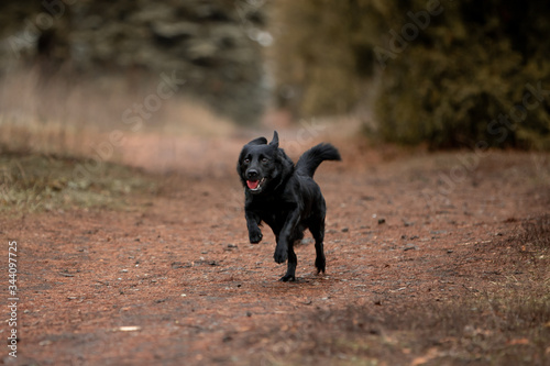 Beautiful black dog runs through the autumn forest with a stick