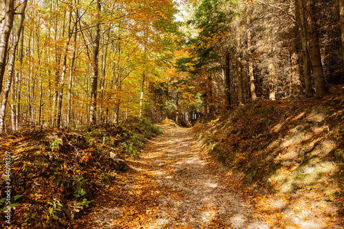 Trail trees in autumn forest Nature landscape Nature background Path Road in Nature. Autumnal forest. colors leaves foliage yellow orange Nature background