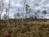 landscape with a swampy lake shore, a lot of rotten and old trees, deformed swamp birches, dry grass and reeds, cloudy day