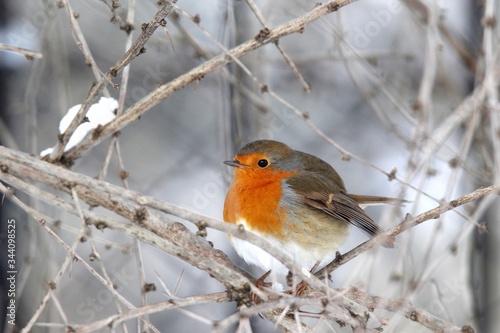 Fototapeta Close-up Of Robin Perching On Branch During Winter