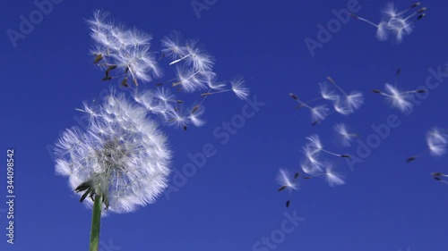 Dandelion blowing away with seeds across a clear blue sky
