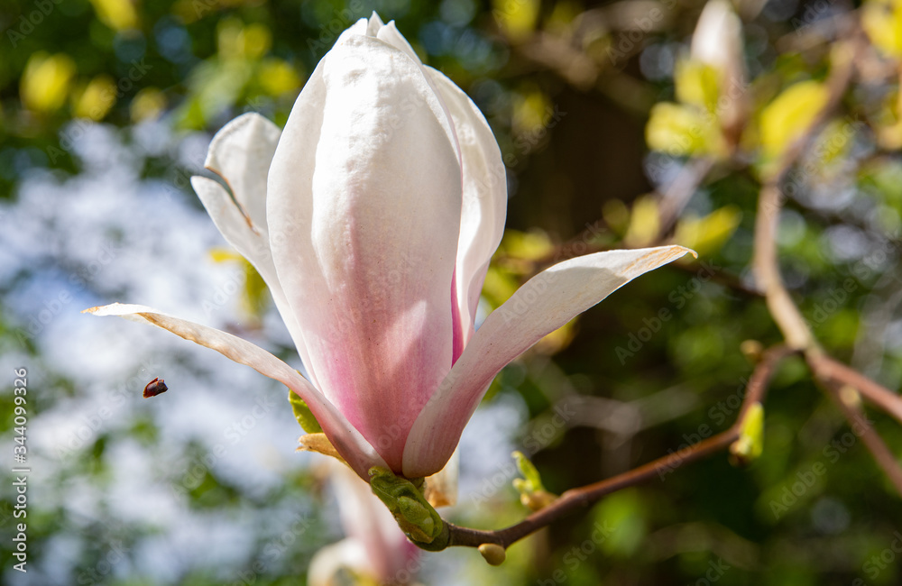 Magnolia Flower blooming in the spring Magnolia Flower blooming in the spring