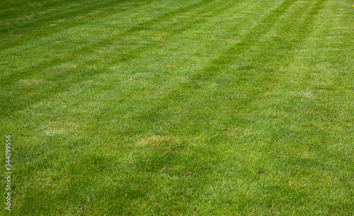 Green grass background with nice lines