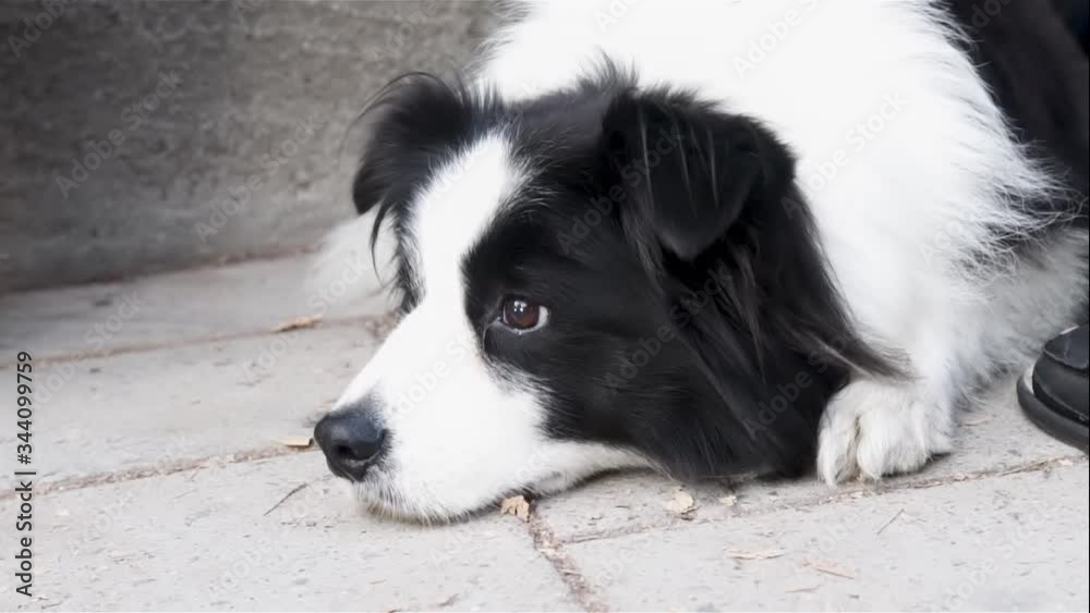 Expressive dog, Border Collie lying on the floor changing expression from bored to interested Expressive dog, Border Collie lying on the floor changing expression from bored to interested