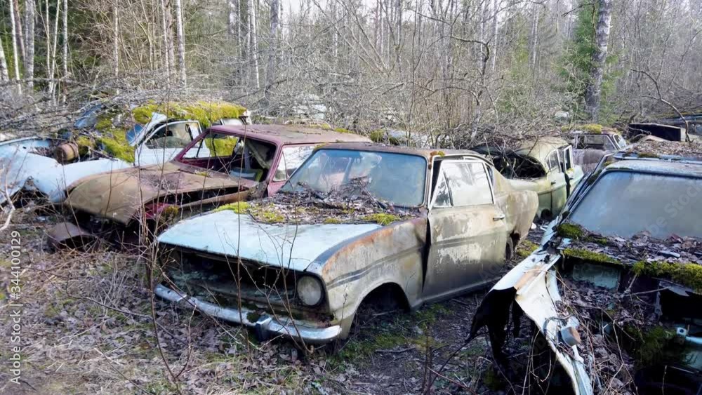 Car cemetery showing remains of old rusty, dumped and abandoned ruins of vehicles amidst dense forest. Car cemetery showing remains of old rusty, dumped and abandoned ruins of vehicles amidst dense forest.