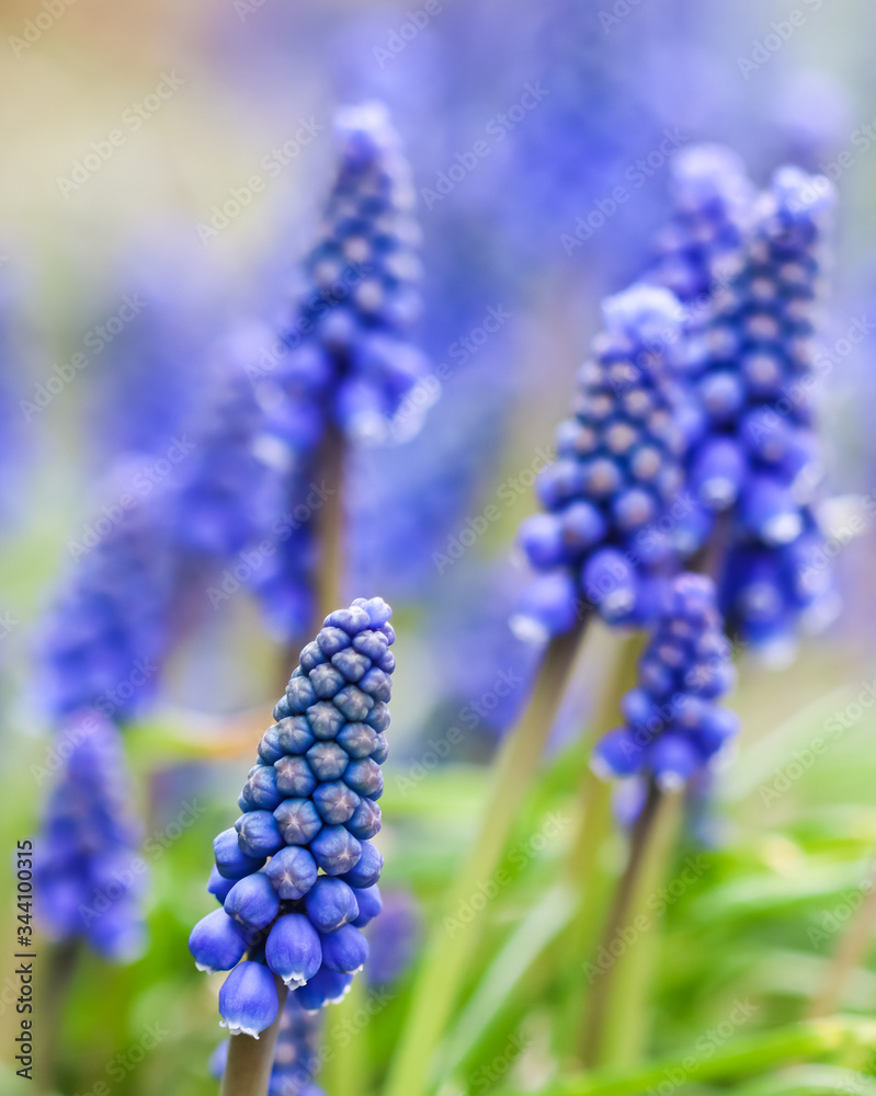 Blue buds flowers Muscari armeniacum or Grape Hyacinth Blue buds flowers Muscari armeniacum or Grape Hyacinth