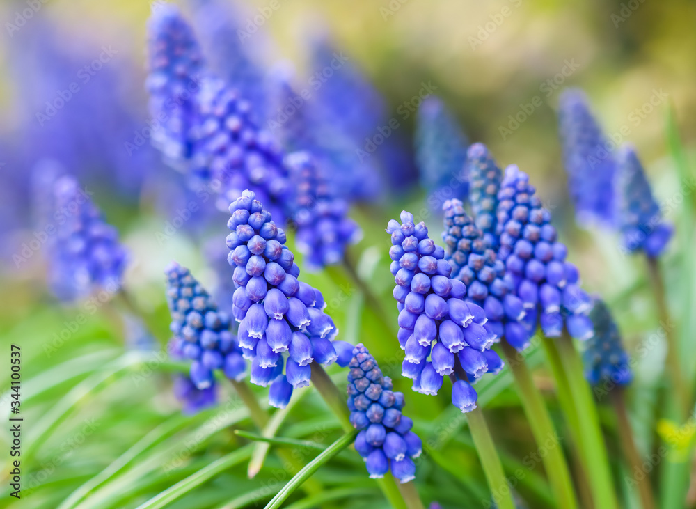 Blue buds flowers Muscari armeniacum or Grape Hyacinth