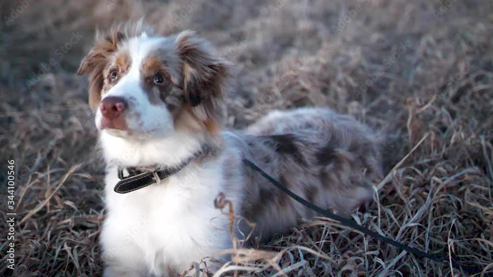 Close Up of Purebred Australian Shepherd Pet Dog Sitting in Grass Close Up of Purebred Australian Shepherd Pet Dog Sitting in Grass