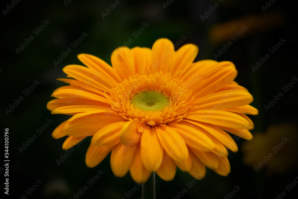 Close-up of a orange gerbera flower on a dark background Close-up of a orange gerbera flower on a dark background