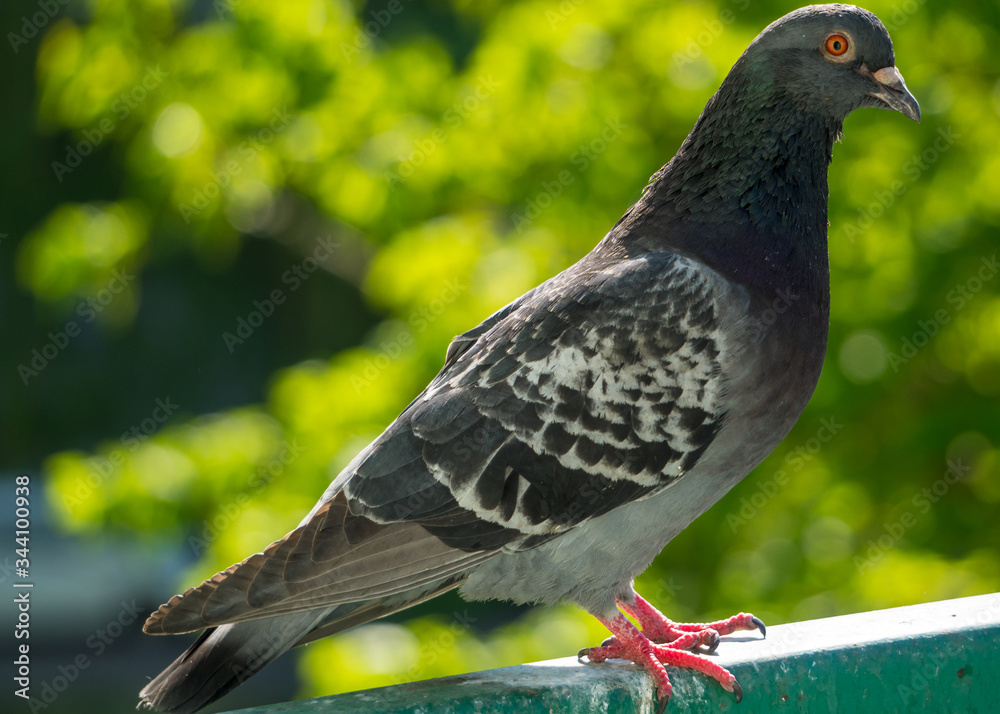 An upset and focused male pigeon sits on the balcony railing and looks out for her new born chicks after a crow attack on its nest. Blurry green trees in the background. An upset and focused male pigeon sits on the balcony railing and looks out for her new born chicks after a crow attack on its nest. Blurry green trees in the background.