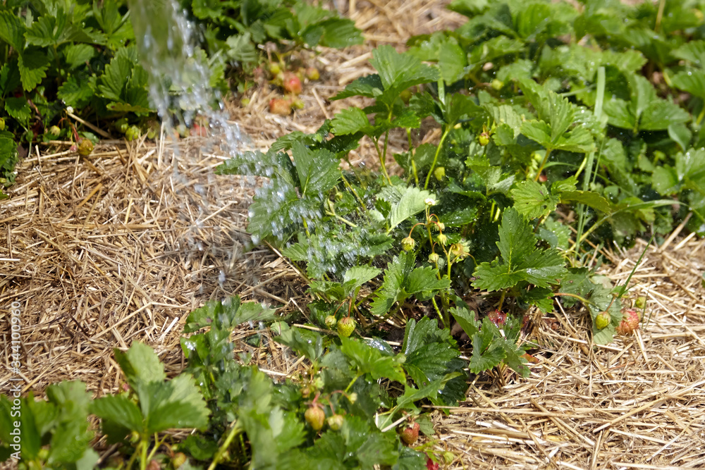 Watering garden, water splash and green bushes of blooming strawberry Watering garden, water splash and green bushes of blooming strawberry