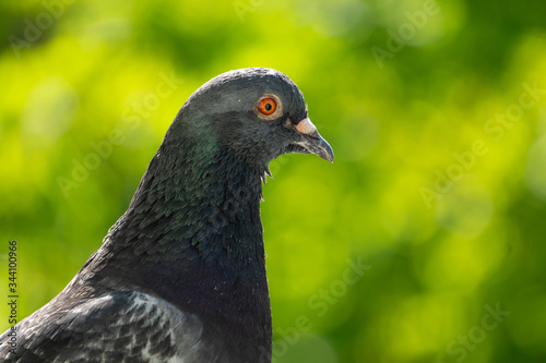 An upset and focused male pigeon sits on the balcony railing and looks out for her new born chicks after a crow attack on its nest. Blurry green trees in the background.