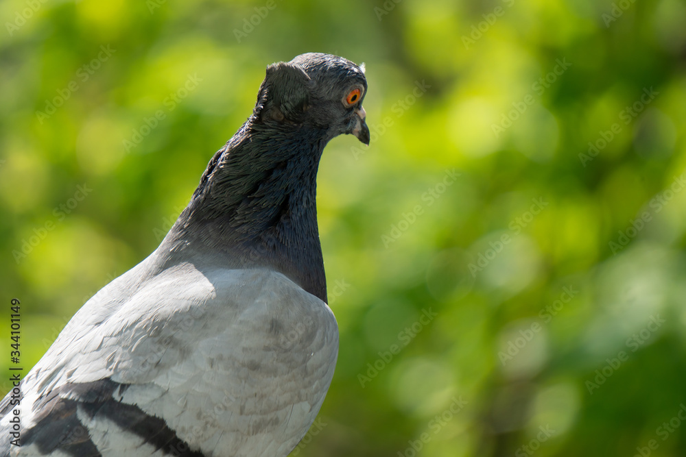 Obraz premium An upset and focused female pigeon sits on the balcony railing and looks out for her new born chicks after a crow attack on its nest. Blurry green trees in the background.