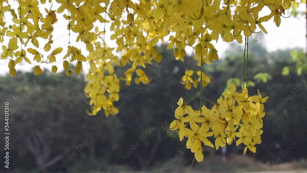 Golden shower tree or colorful yellow cassia fistula blooming , Thailand national flowers
