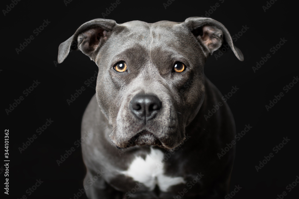Stafford-Terrier