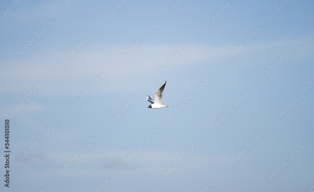 flying seagull in the open sky