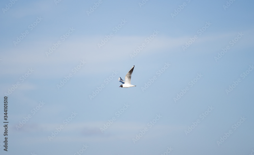 Fototapeta premium flying seagull in the open sky