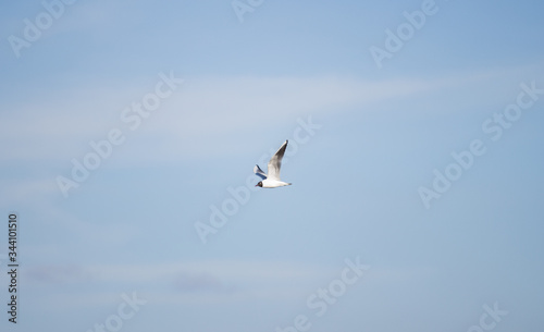 flying seagull in the open sky